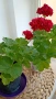 Сортово мушкато Pelargonium Plum Rambler , снимка 2
