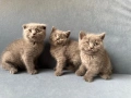 Шотландски клепоухи, снимка 7