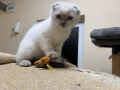 Шотландски късокосмести котенца, снимка 1