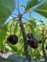 Продавам кюстендилски бели и червени череши, снимка 4