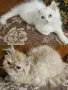 Персийски котенца , снимка 1