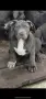 ТОП Американско були хл American bully xl ABKC, снимка 1
