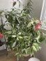 Китайска роза ( Hibiscus rosa-sinensis var. coop), снимка 2