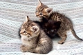 Малки котенца търсят дом, снимка 3
