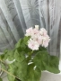 Сортово мушкато “Bold Diamond Wedding”, снимка 4