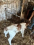 Продавам бозайници Абърдийн и шарено , снимка 1