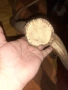 много големи рога, снимка 10