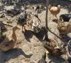 Продавам крякящи патици , снимка 5