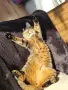 Търси се любящ дом за котка Ася, снимка 2