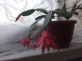 Великденче – великденски кактус, снимка 6