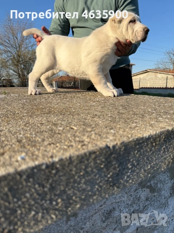 Момиче на 50 дни 