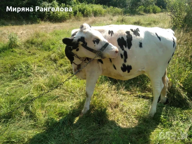 ПРОДАВАТ СЕ ТЕЛЕТА И ЩРАУС!, снимка 2 - За селскостопански - 55138383