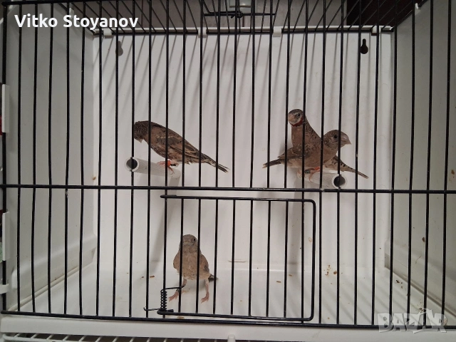 Амадини, снимка 10 - Амадини - 54583945