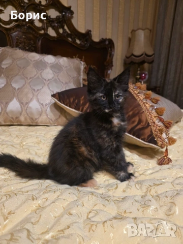 Мейн куун котета, снимка 2 - Мейн кун - 35075644