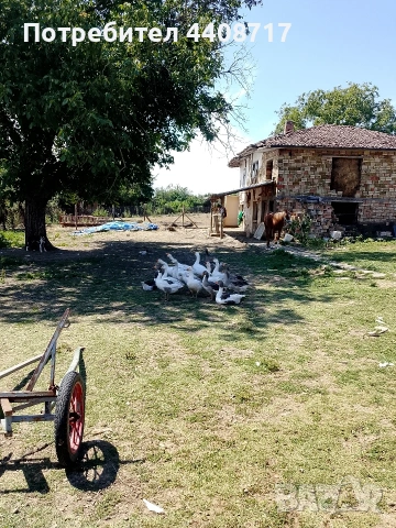 Продавам гъски 17 броя цена за брой 50 евро, снимка 2 - Патици и гъски - 55219124