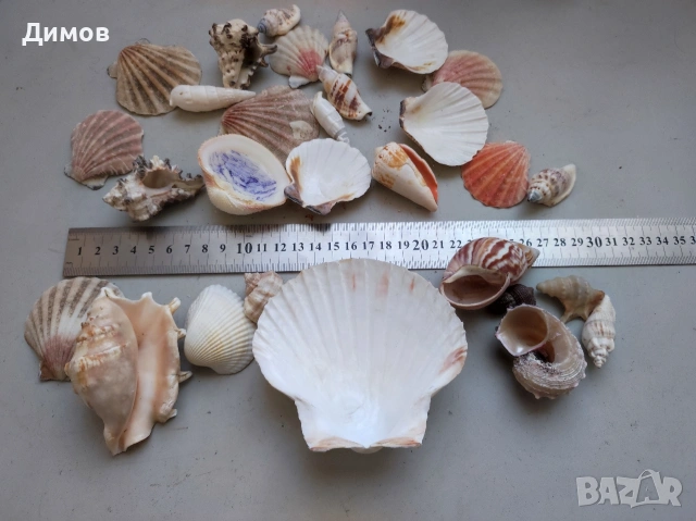 Лот раковина рапан мида декорация аквариум, снимка 3 - Други - 54035939