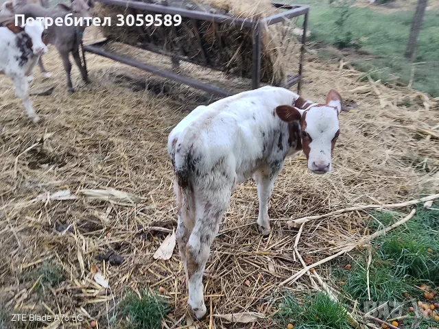 1 мъжко и 1 женско червеношарени сукалчета симентал телета, снимка 2 - Крави - 55414682