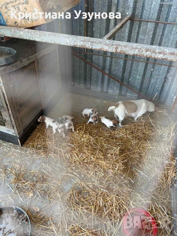 Продавам джак ръсел териер