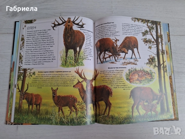 Илюстрована енциклопедия „Животните“ – изд. ПАН (Твърди корици), снимка 3 - Енциклопедии, справочници - 54971125