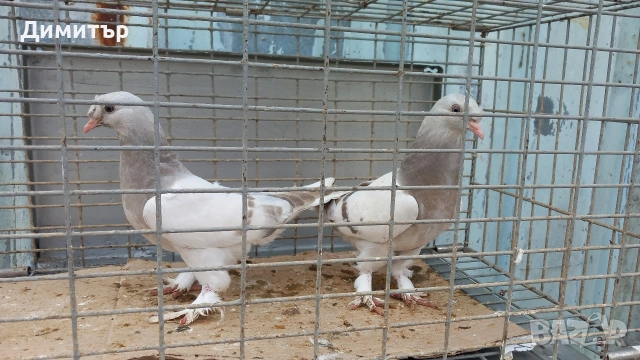 Продавам гълъби Мардини-Турски , снимка 2 - Гълъби - 54381082