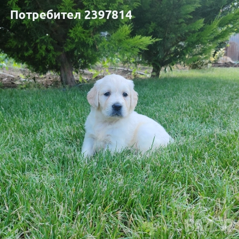Голдън ретривър , снимка 7 - Голдън ретривър - 55008971