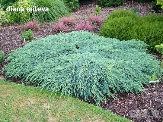 Хвойна Син Килим, Juniperus Blue Carpet, студоустойчива, снимка 2 - Градински цветя и растения - 55066308
