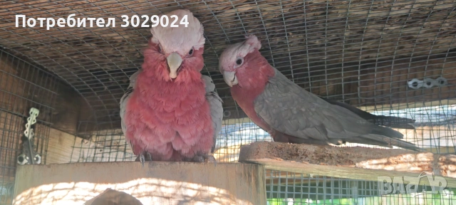 Продавам розово какаду мъжко и женско, снимка 4 - Папагали - 55063442
