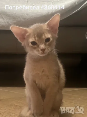 Абисинско котенце , снимка 4 - Други - 54957358