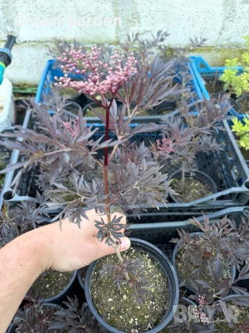 Бъз Sambucus migration “Eva”, снимка 5 - Градински цветя и растения - 54784065