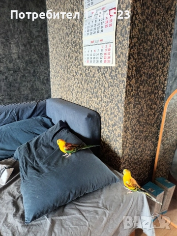 Пойни папагали с клетки , снимка 16 - Папагали - 55163669