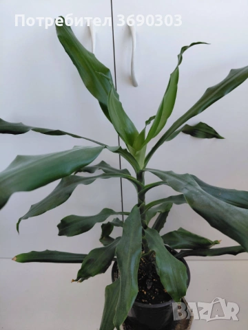 Цена 10 евро, драцена стайно нецъфтящо зелено растение 60 см, в саксия