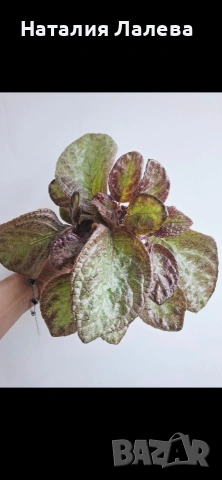 Еписция, episcia Jim's rose garden