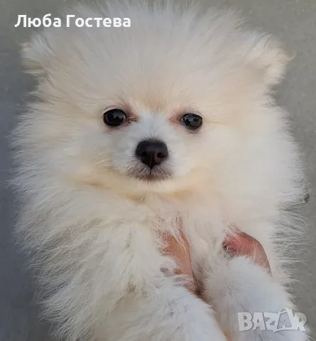 Момченца померан 