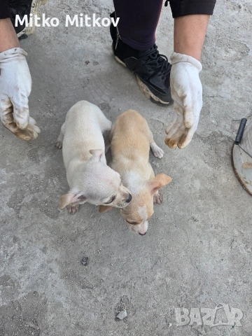 Малки пухкави щастия търсят своя нов дом! 🐾