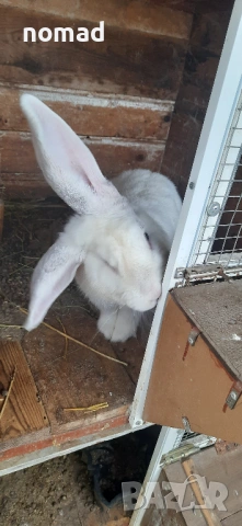 Зайци различна големина и възраст - Бургас