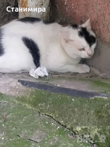 Намерено котенце