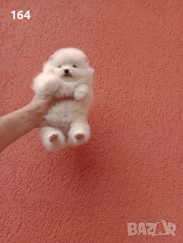 Бели Померани. Реални снимки !!! , снимка 5 - Померан - 54126669