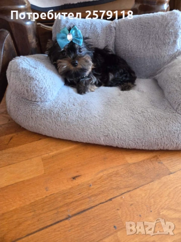 мини йоркширски териер, снимка 6 - Йоркширски териер - 54330323