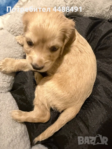 Кокер шпаньол , снимка 2 - Шпаньоли - 54031558