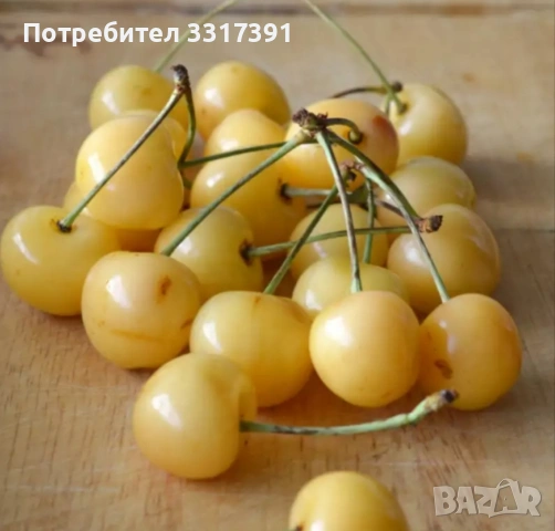 бели череши, снимка 2 - Разсади - 55080384