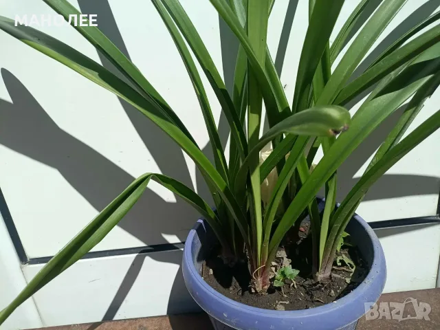 🌺🌺🌺Хипеаструм-2цвята🪷🪷🪷🪷, снимка 4 - Стайни растения - 52998169