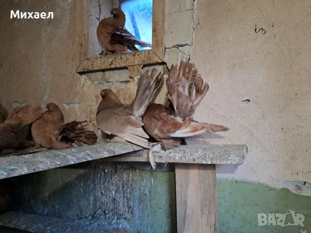 Ростовски (руски) гълъби, снимка 5 - Гълъби - 54127858