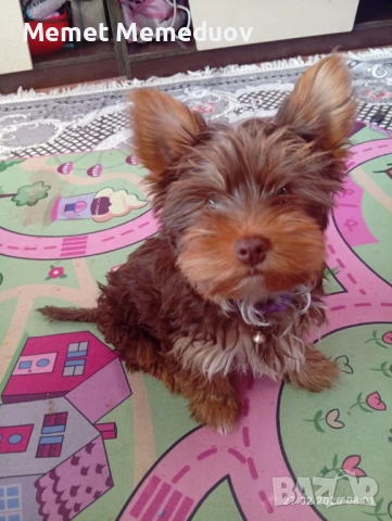 Йорки последното момченце за мераклии