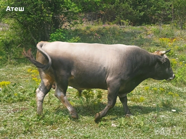 бикове и крави за продан, снимка 6 - Крави - 53992281