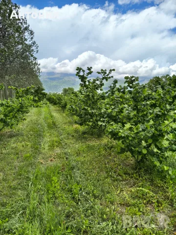 Продавам лешници -самостоятелно бране, снимка 2 - Други - 55434302