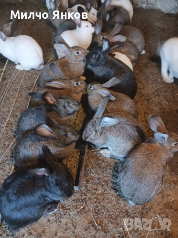 зайци, снимка 2 - Други - 54056301