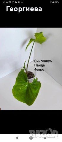 декоративно листни растения , снимка 14 - Стайни растения - 54615459