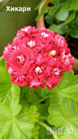 Сортово мушкато Pelargonium Plum Rambler / Зонално мушкато , снимка 5 - Стайни растения - 55133213