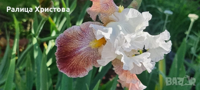 Сортови ириси- ризоми...120 цвята, снимка 11 - Градински цветя и растения - 55076107