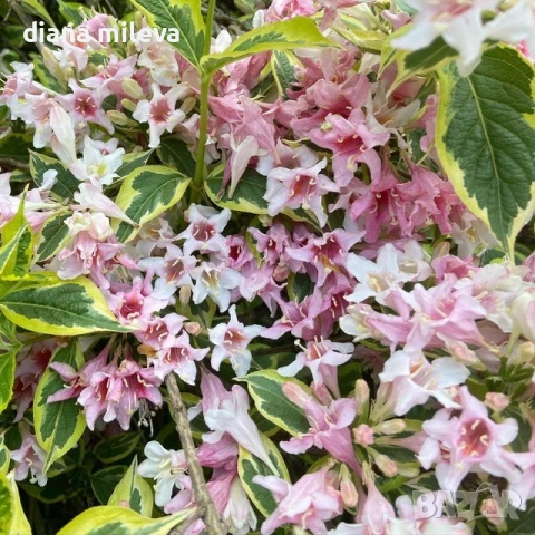 Вейгела флорида Вариегата, Weigela florida Variegata 